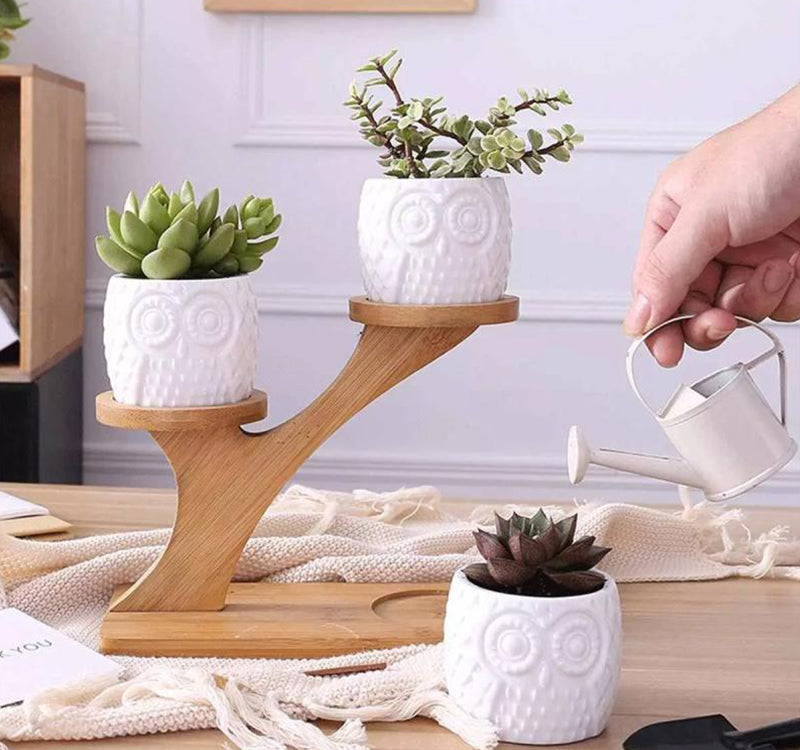 Pots & Bamboo Shelf