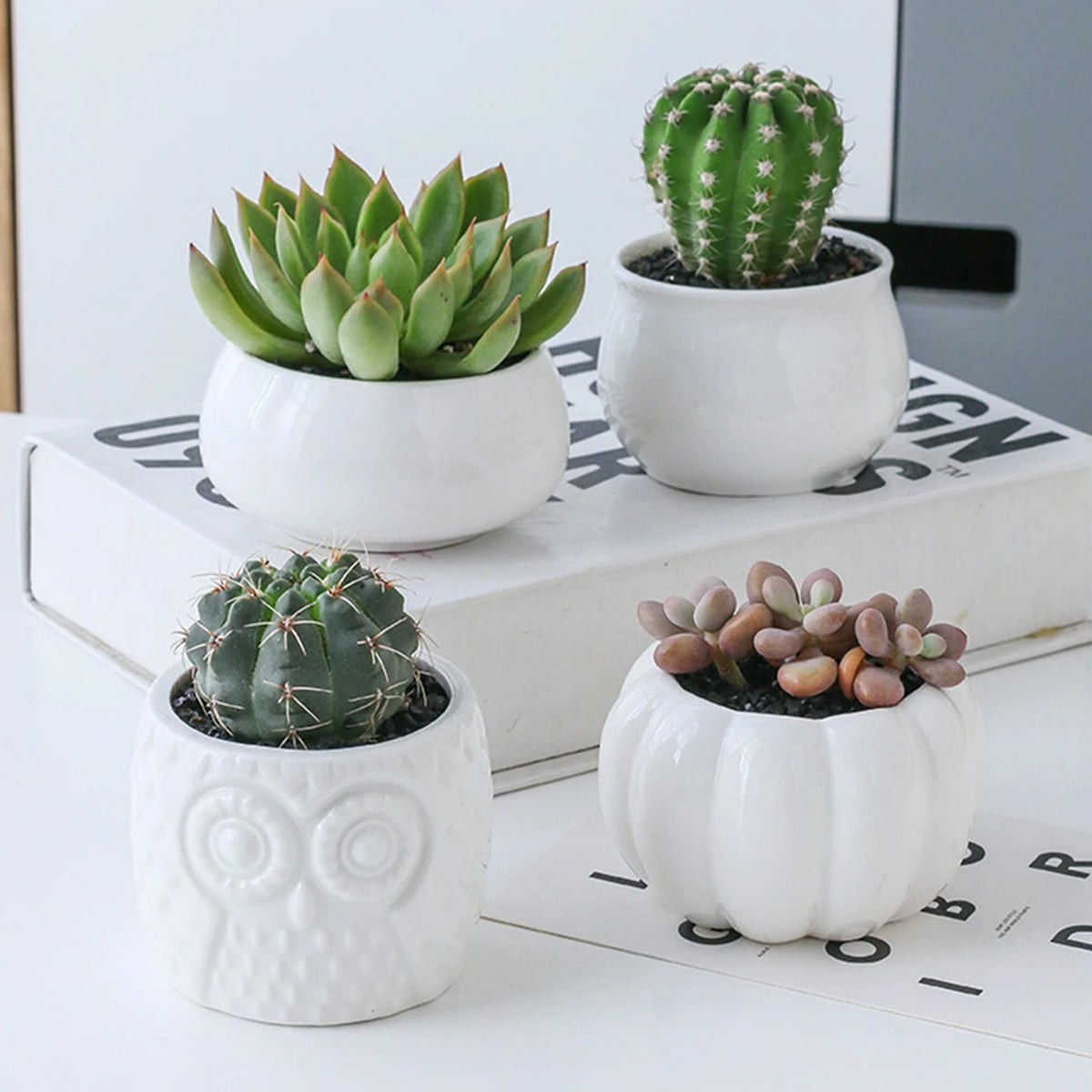 Pots & Bamboo Shelf